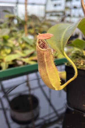 Close Up of Nepenthes (veitchii x boschiana) x (veitchii x boschiana) | JH | Florae | Florae Collaborative | FC-386.01 | 20427