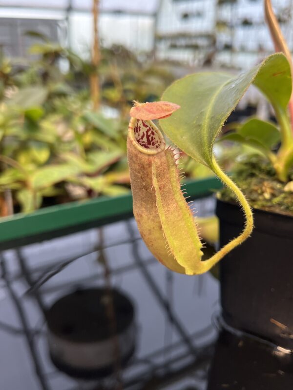 Close Up of Nepenthes (veitchii x boschiana) x (veitchii x boschiana) | JH | Florae | Florae Collaborative | FC-386.01 | 20427