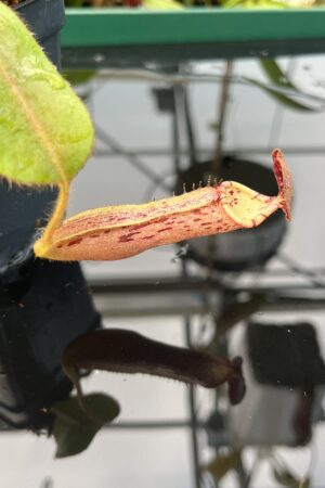 Close Up of Nepenthes (veitchii x burbidgeae) x stenophylla | Florae Collaborative | 20477