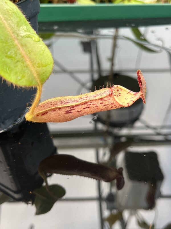 Close Up of Nepenthes (veitchii x burbidgeae) x stenophylla | Florae Collaborative | 20477