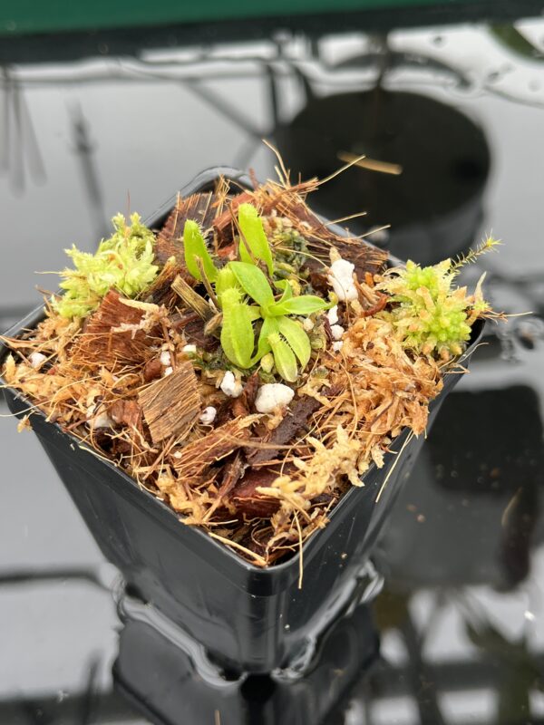 Close Up of Nepenthes (veitchii x lowii ) #14 BE x edwardsiana | JH | Florae | Seed Grown | Florae Collaborative | FC-492 | 20499