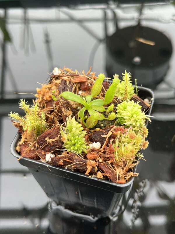 Close Up of Nepenthes (veitchii x lowii ) #14 BE x edwardsiana | JH | Florae | Seed Grown | Florae Collaborative | FC-492 | 20500