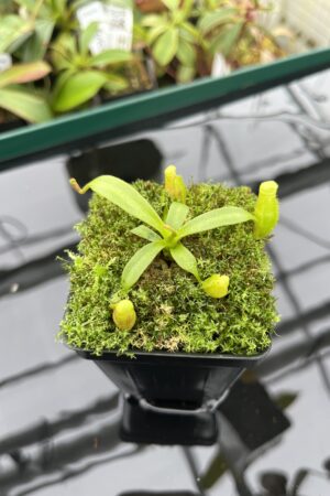 Close Up of Nepenthes (veitchii x lowii) x edwardsiana | Florae Collaborative | FC-122.01 | 20375