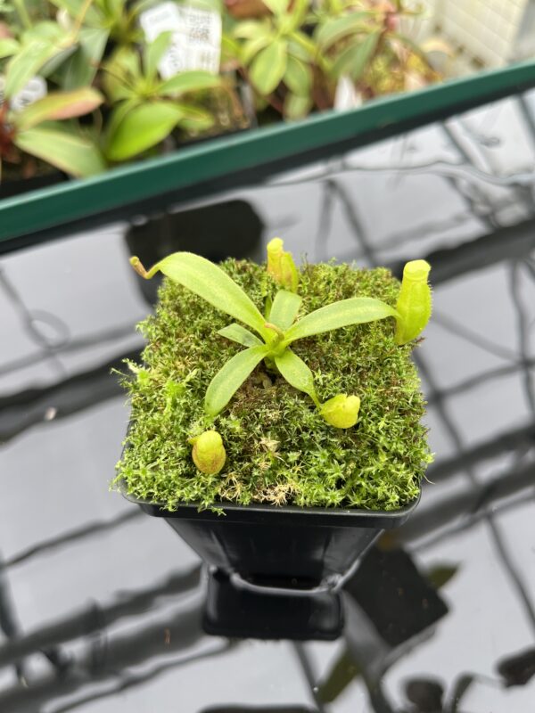 Close Up of Nepenthes (veitchii x lowii) x edwardsiana | Florae Collaborative | FC-122.01 | 20375