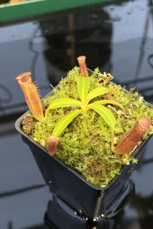 Close Up of Nepenthes (veitchii x lowii) x edwardsiana | Florae Collaborative | FC-122.01 | 20432