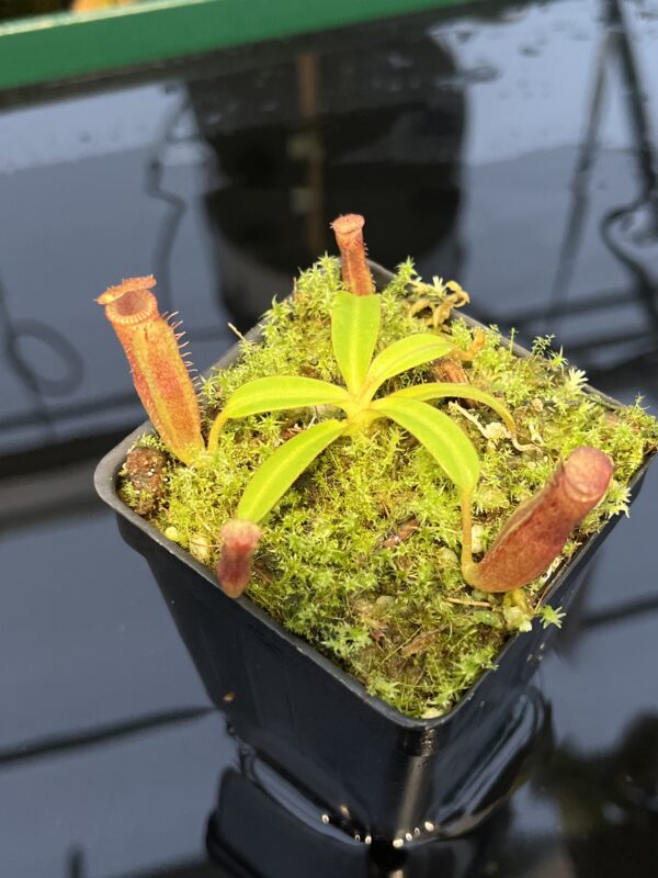 Close Up of Nepenthes (veitchii x lowii) x edwardsiana | Florae Collaborative | FC-122.01 | 20432