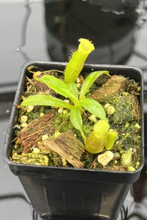 Close Up of Nepenthes (veitchii x lowii) x edwardsiana | Florae | Florae Collaborative | FC-122.13 | 20634