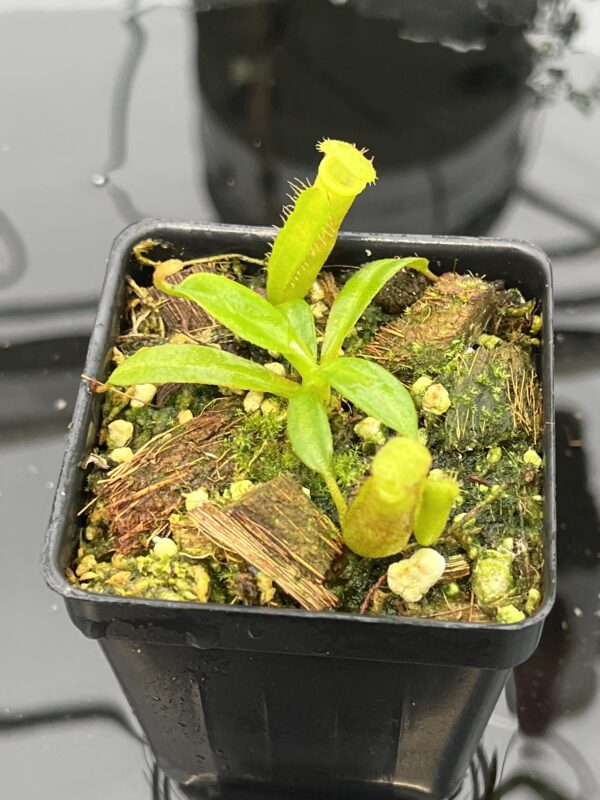 Close Up of Nepenthes (veitchii x lowii) x edwardsiana | Florae | Florae Collaborative | FC-122.13 | 20634