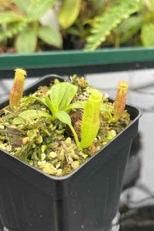 Close Up of Nepenthes (veitchii x lowii) x edwardsiana | Florae | Florae Collaborative | FC-122.13 | 20638
