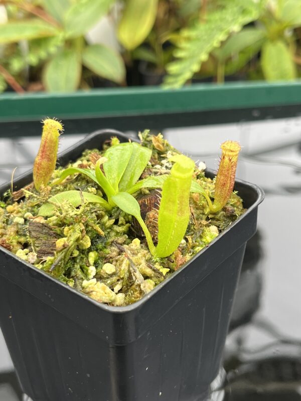 Close Up of Nepenthes (veitchii x lowii) x edwardsiana | Florae | Florae Collaborative | FC-122.13 | 20638