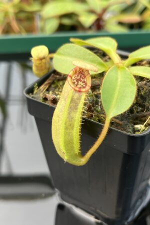 Close Up of Nepenthes (veitchii x lowii) x (spathulata x campanulata) | Florae Collaborative | FC-208 | 20476