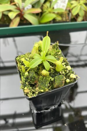 Close Up of Nepenthes ventricosa B1 x macrophylla | JH | Florae | Florae Collaborative | FC-359.01 | 20390