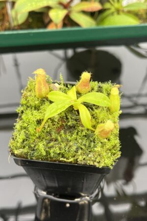 Close Up of Nepenthes ventricosa B1 x macrophylla | JH | Florae | Florae Collaborative | FC-359.01 | 20533
