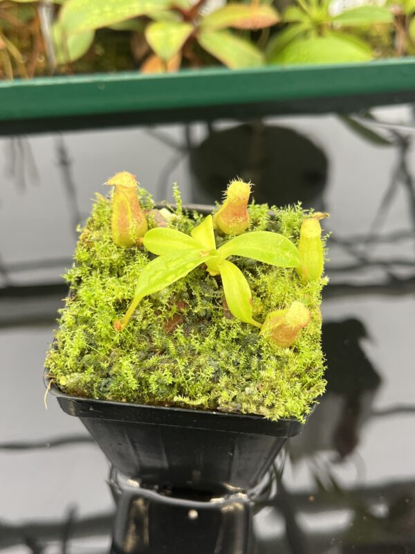 Close Up of Nepenthes ventricosa B1 x macrophylla | JH | Florae | Florae Collaborative | FC-359.01 | 20533