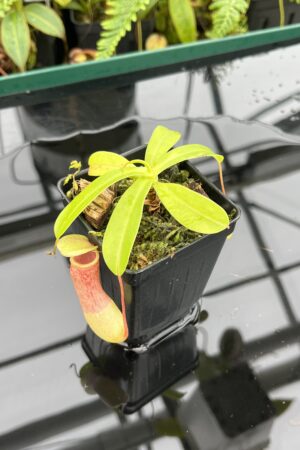 Close Up of Nepenthes ventricosa | Borneo Exotics | BE-3771 | 20643
