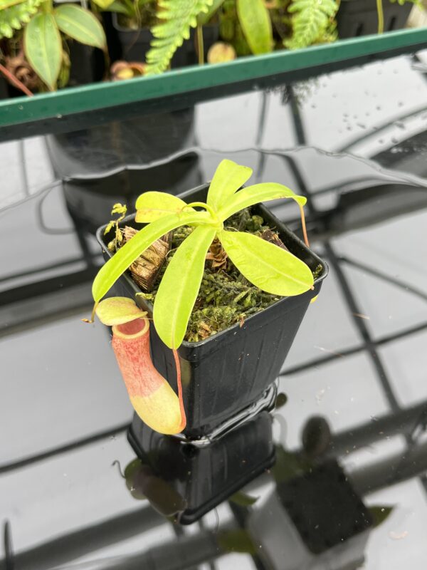 Close Up of Nepenthes ventricosa | Borneo Exotics | BE-3771 | 20643