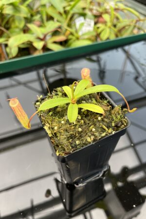 Close Up of Nepenthes ventricosa x dubia | Borneo Exotics | BE-3742 | 20486
