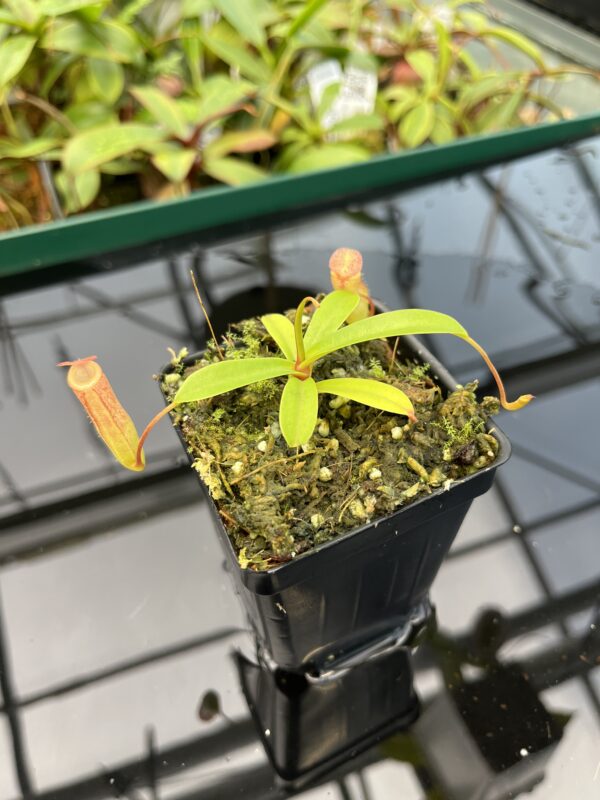 Close Up of Nepenthes ventricosa x dubia | Borneo Exotics | BE-3742 | 20486