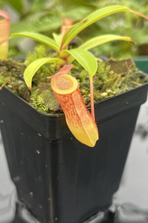 Close Up of Nepenthes ventricosa x dubia | Borneo Exotics | BE-3742 | 20633