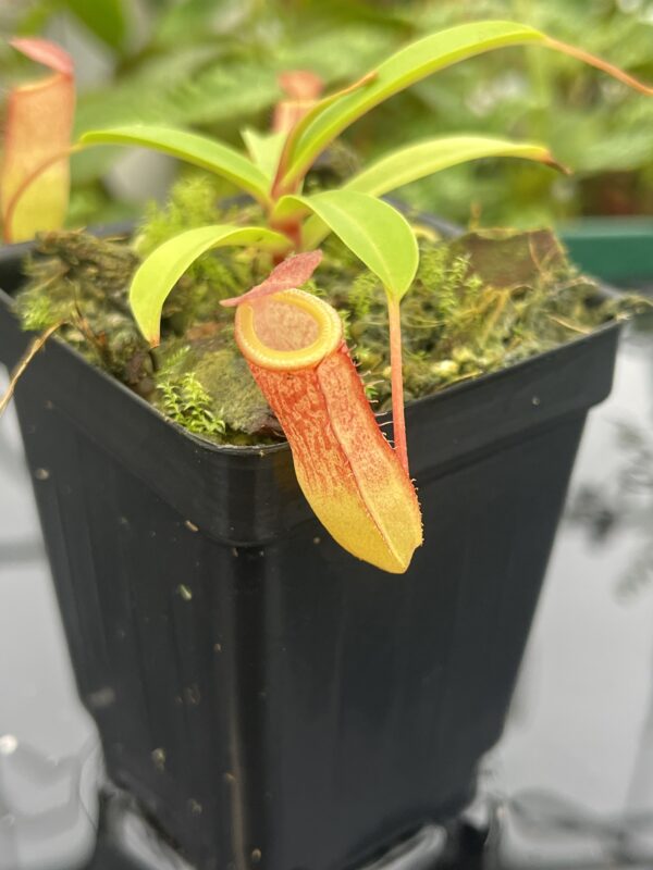 Close Up of Nepenthes ventricosa x dubia | Borneo Exotics | BE-3742 | 20633