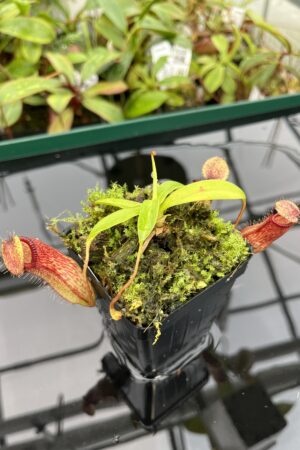Close Up of Nepenthes ventricosa x hamata | Borneo Exotics | BE-3672 | 20355