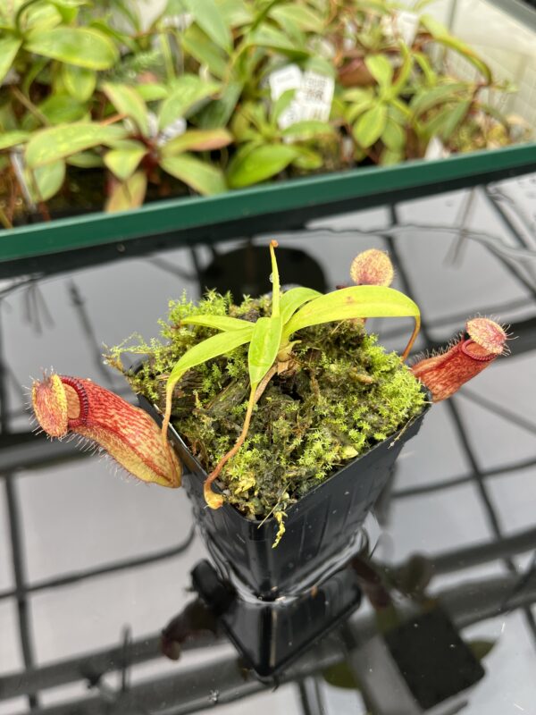 Close Up of Nepenthes ventricosa x hamata | Borneo Exotics | BE-3672 | 20355