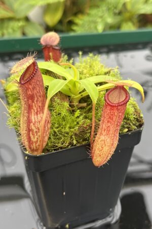 Close Up of Nepenthes ventricosa x hamata | Borneo Exotics | BE-3672 | 20631