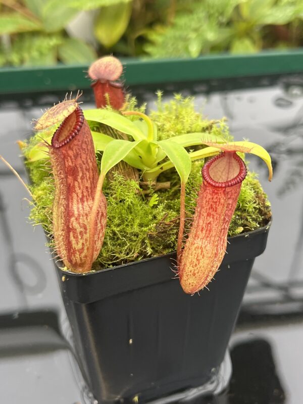 Close Up of Nepenthes ventricosa x hamata | Borneo Exotics | BE-3672 | 20631
