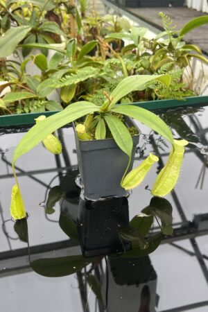 Close Up of Nepenthes ventricosa x hirsuta | Malesiana Tropicals | MT-153 | 20632
