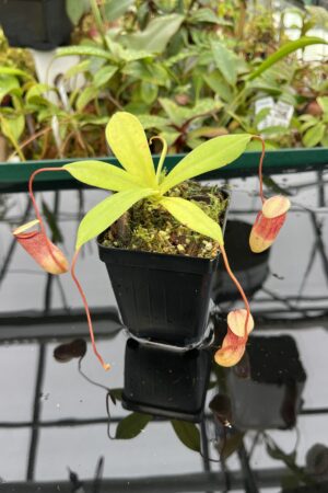 Close Up of Nepenthes ventricosa x sibuyanensis | Borneo Exotics | BE-3757 | 20497