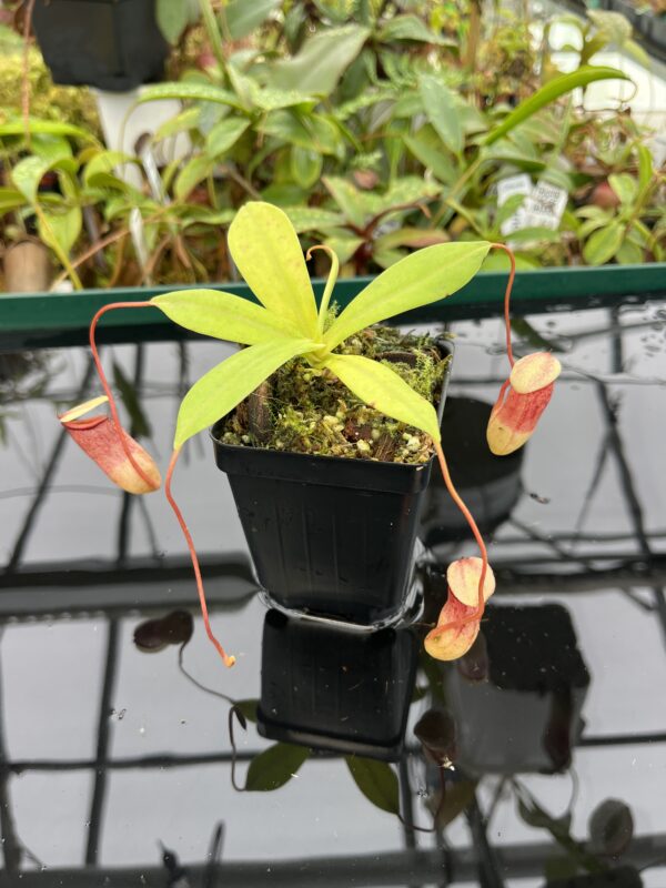 Close Up of Nepenthes ventricosa x sibuyanensis | Borneo Exotics | BE-3757 | 20497