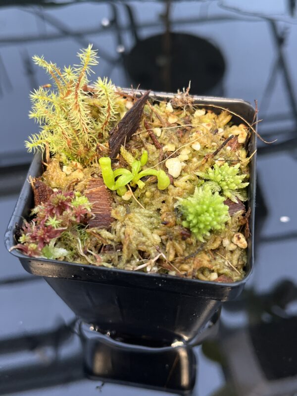 Close Up of Nepenthes villosa 'ABG' | Florae Collaborative | FC-070.IC | 20436