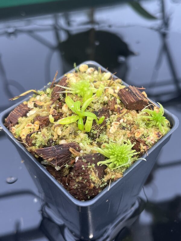 Close Up of Nepenthes villosa | G. Kinabalu | Florae Collaborative | FC-216 | 20567