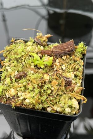 Close Up of Nepenthes villosa | G. Kinabalu | Florae Collaborative | FC-216 | 20596