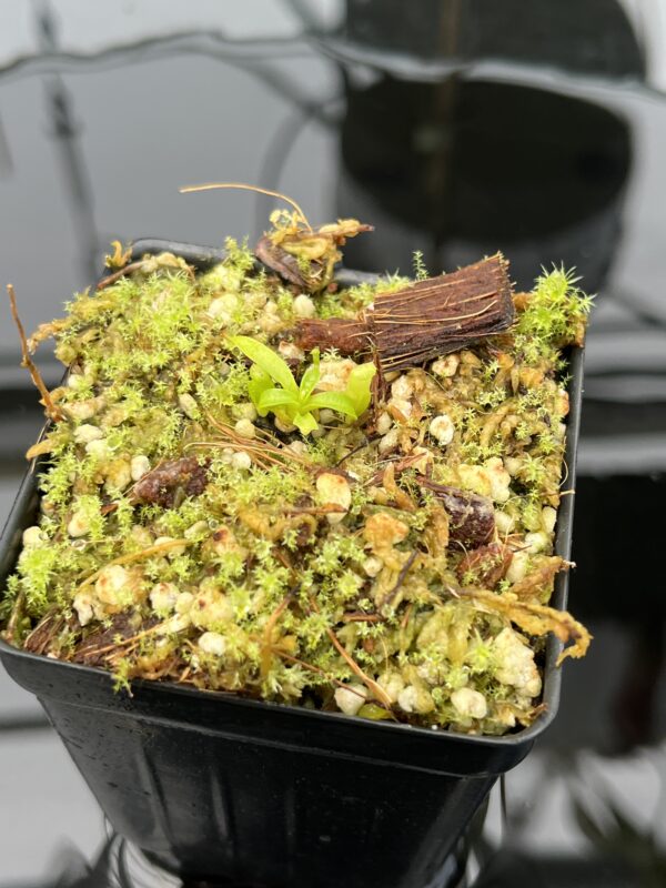 Close Up of Nepenthes villosa | G. Kinabalu | Florae Collaborative | FC-216 | 20596
