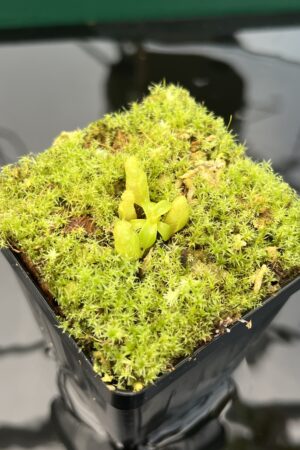 Close Up of Nepenthes villosa x edwardsiana | JH | Florae | Clone 1 | Florae Collaborative | FC-322.01 | 20415