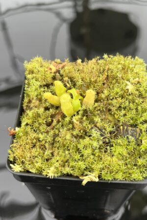 Close Up of Nepenthes villosa x edwardsiana | JH | Florae | Clone 1 | Florae Collaborative | FC-322.01 | 20714