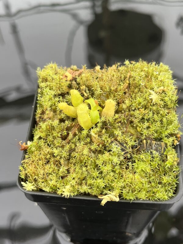 Close Up of Nepenthes villosa x edwardsiana | JH | Florae | Clone 1 | Florae Collaborative | FC-322.01 | 20714