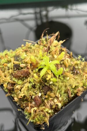 Close Up of Nepenthes villosa x lowii | JH | Florae | Clone 8 | Florae Collaborative | FC-326.08 | 20716