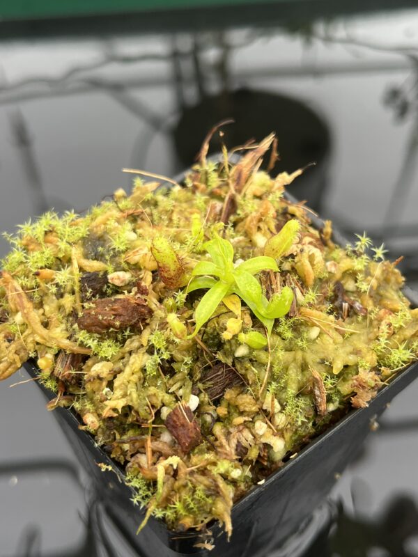 Close Up of Nepenthes villosa x lowii | JH | Florae | Clone 8 | Florae Collaborative | FC-326.08 | 20716