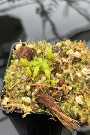 Close Up of Nepenthes villosa x lowii | JH | Florae | Clone 8 | Florae Collaborative | FC-326.08 | 20717