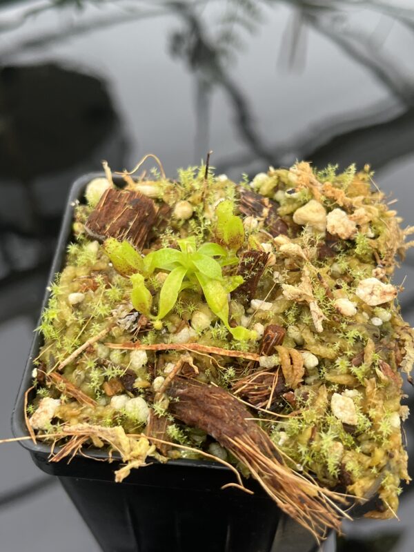 Close Up of Nepenthes villosa x lowii | JH | Florae | Clone 8 | Florae Collaborative | FC-326.08 | 20717