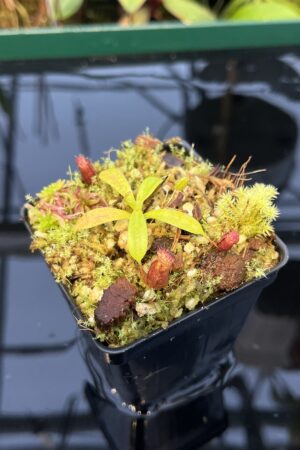 Close Up of Nepenthes villosa x lowii | JH | | Florae | Florae Collaborative | FC-326.12 | 20439