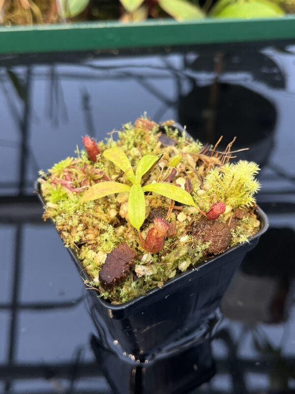 Close Up of Nepenthes villosa x lowii | JH | | Florae | Florae Collaborative | FC-326.12 | 20439
