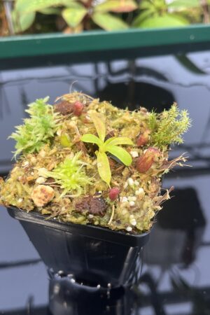 Close Up of Nepenthes villosa x lowii | JH | | Florae | Florae Collaborative | FC-326.12 | 20566