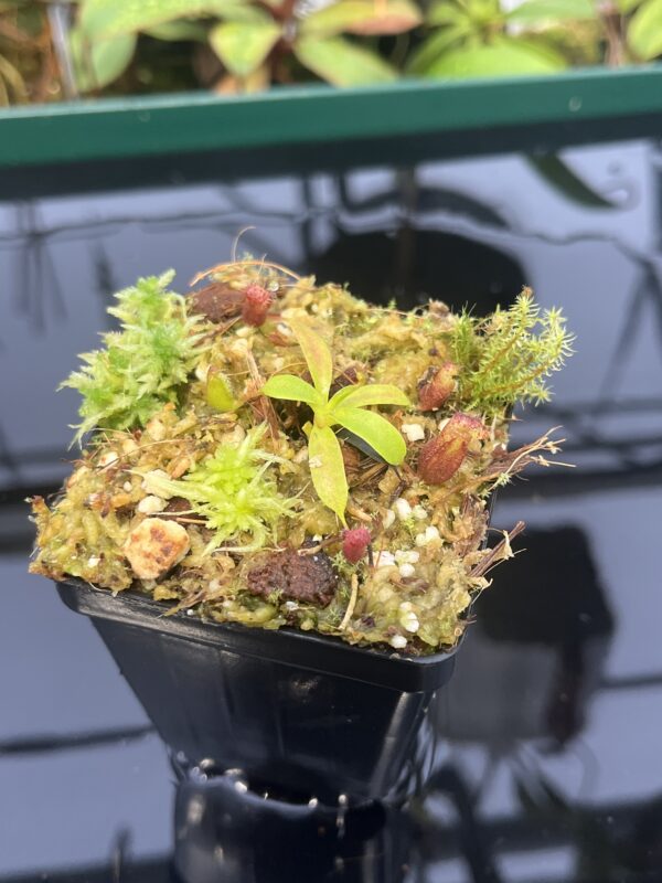 Close Up of Nepenthes villosa x lowii | JH | | Florae | Florae Collaborative | FC-326.12 | 20566