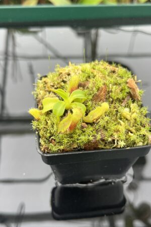 Close Up of Nepenthes villosa x (lowii x truncata) - giant | JH | Clone 2 | Florae Collaborative | FC-321.02 | 20399