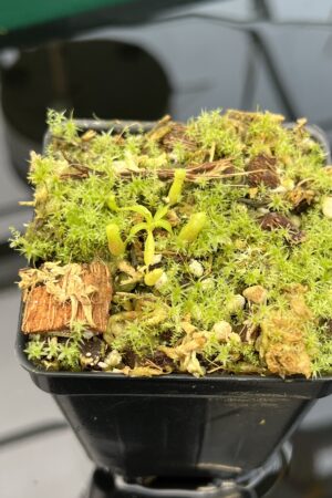 Close Up of Nepenthes (villosa x rajah) x villosa | JH | Florae | Seed Grown | Florae Collaborative | FC-392.00 | 20414