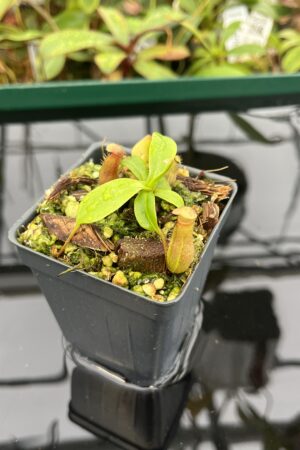 Close Up of Nepenthes villosa x ventricosa | JH | Florae | Florae Collaborative | FC-325.03 | 20536