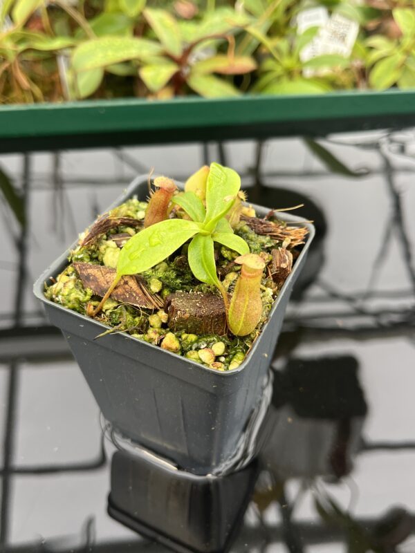 Close Up of Nepenthes villosa x ventricosa | JH | Florae | Florae Collaborative | FC-325.03 | 20536